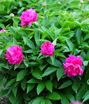 资料正在准备中...