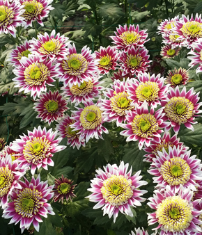 资料正在准备中...